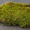 Forest Green Preserved Moss by Ashland®